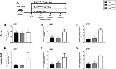 Endothelial Microparticle-Mediated Transfer of microRNA-19b Inhibits the Function and Distribution of Lymphatic Vessels in Atherosclerotic Mice